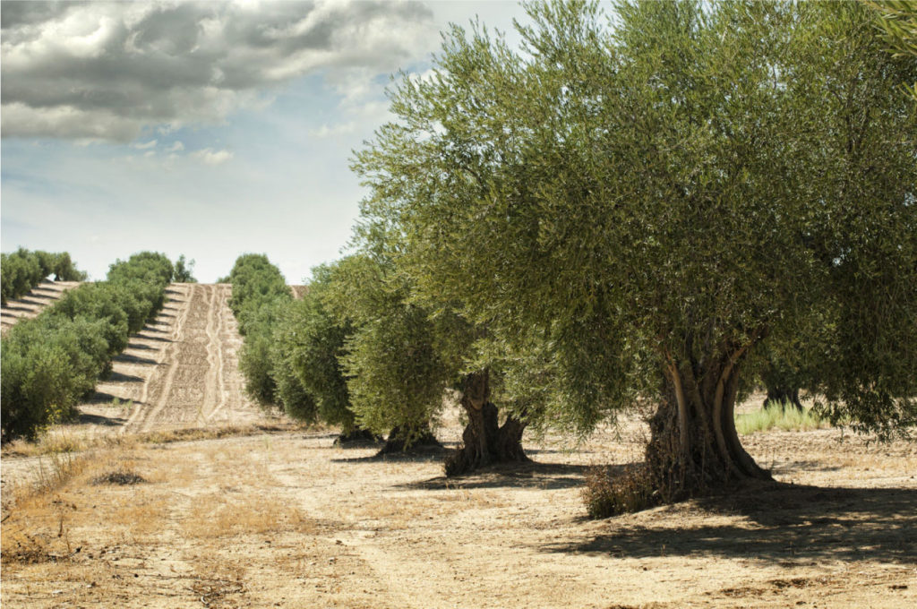 cuidados del olivo